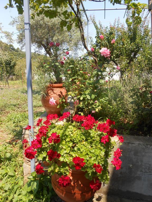 Dafnes Hotel Skopelos Exterior foto